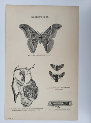 Antiker Druck um 1877 Bombycidae Seidenwurm Mottenlarven Linde
