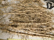 Scary,Sturdy,Scarce 100' Dried Bamboo Root  Make Pipes, Crafts or for Halloween!
