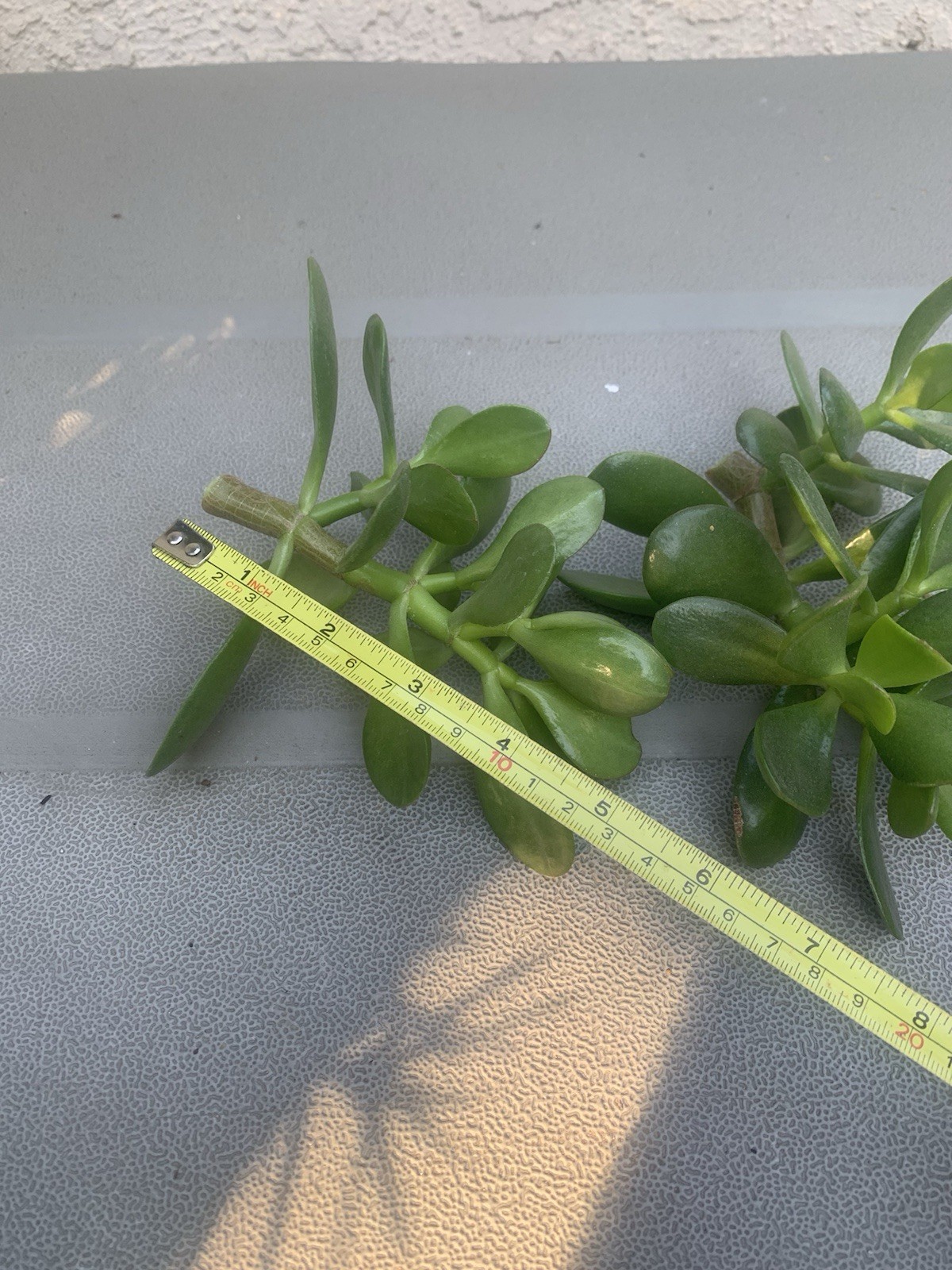 Jade Plant Crassula Ovata Deep Green Succulent 2 Fresh Cuttings