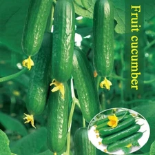 50x Cucumber Marketmore Seeds Vegetable Fruit Seeds Cucumbers Outdoor