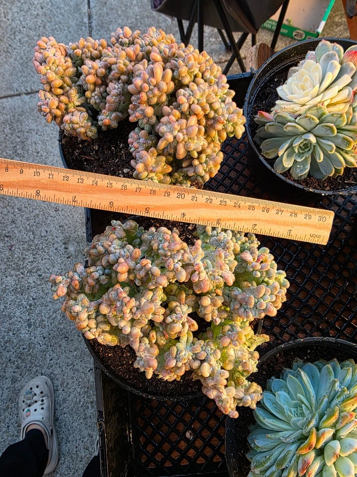 Imported rice ball crested succulent 1pc - Image 3 of 4