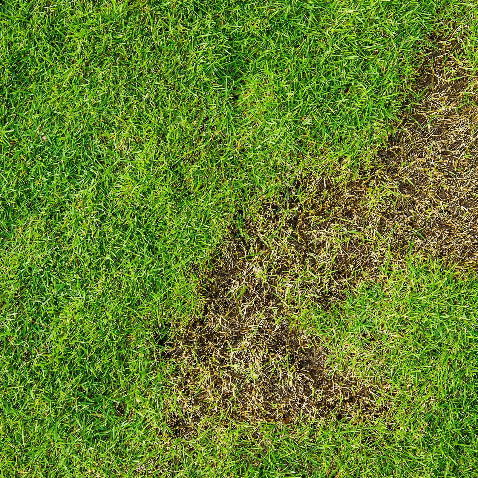 Premier Sphagnum Peat Moss - Thumbnail 2