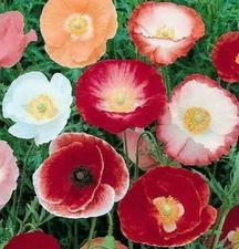 DOUBLE SHIRLEY POPPY FLOWER SEEDS 1000+ annual MIXED COLORS garden Free Shipping
