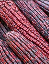 Corn Seeds Red Bloody Butcher Dent 1/2-pound Corn Seed Flour Organic Heirloom