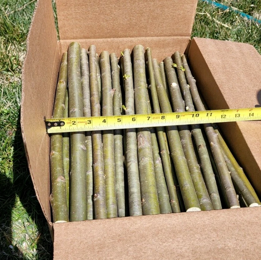 15 HUGE THICK Austree Hybrid Willow Tree Cuttings DIRECT FALL PLANTING 18 inch - Image 2 of 4