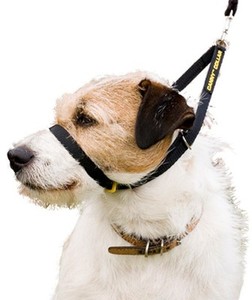 canny head collar