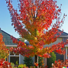 15 American Sweet Gum Tree Seeds (Liquidambar styraciflua) Free Shipping