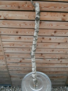 Birkenast Birkenstamm Birkenholz Birke Deko Basteln Natur Ca 99 Cm Lang Ebay