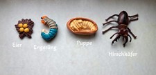 Lebenszyklus Entwicklung Hirschkäfer Figuren Umweltbildung
