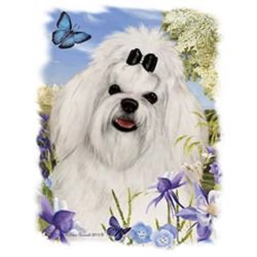 Maltese in store heat