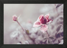 Frozen rosa Rose, Makro gerahmtes Wandbild Poster Leinwanddruck Bild