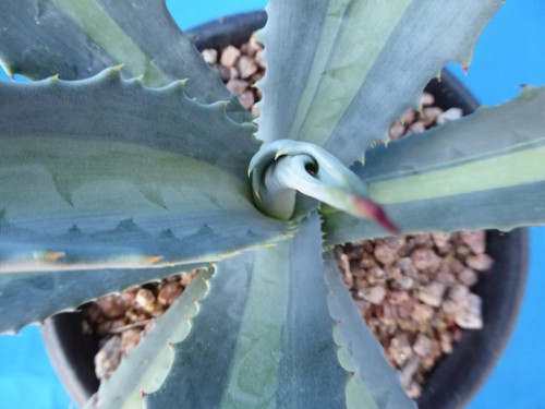 Agave americana medio-picta "Lemon Lime" VARIEGATED! RARE 6"-10" Wide NICE - Picture 8 of 10