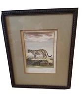 L'Ocelot Male color engraved print 1700’s Eminent artist Charles Baquoy French 
