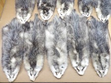 Professionally Tanned 1 L Opossum Hide/Furs/Taxidermy/Crafts/Real USA Furs