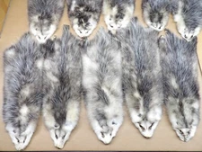 Professionally Tanned #1 L Opossum Hide/Furs/Taxidermy/Crafts/Real USA Furs