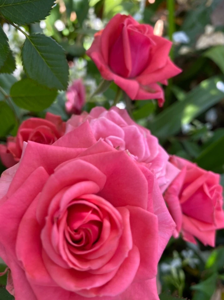 Pink Rose 3 Cuttings To Plant/Root Fragrant Blooms Organic QUICK SHIP - Image 4 of 4