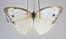 PI5509. Unmounted butterflies: Pieridae sp. North Vietnam. New area!!!!!!!!!