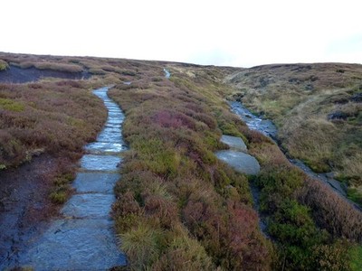 Foto A2 Pennine Way und Wildschweinkorn Crowden\/SK0799 c2012