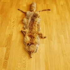 Red Fox (Vulpes vulpes) Skin – Professionally Tanned, 105 cm (41 in.) - 101