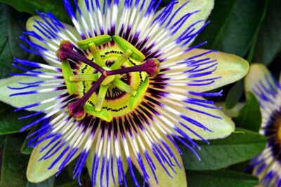 Blaue Passionsblume Passiflora Caerulea Sommerblumen Foto Bild Druck