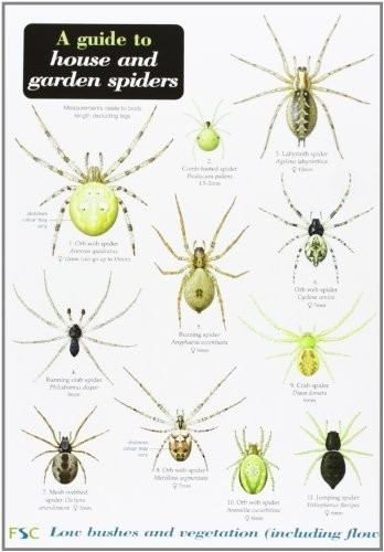 Richard Lewington A Guide to House and Garden Spiders (opuscolo)