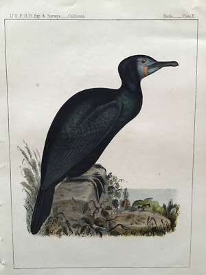 Antique hand-colored bird print of Adult Brandt's Coromorant from US RR survey