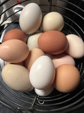 12 Assorted Chicken Hatching Eggs, Various Breed and Colors