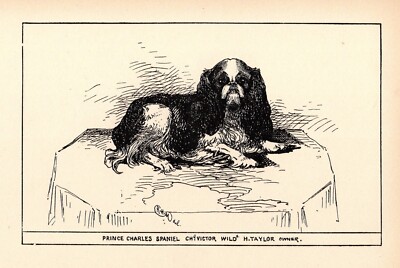 Antique King Charles Spaniel Art Print 1912 Moore Ch Victor Wild 5225u