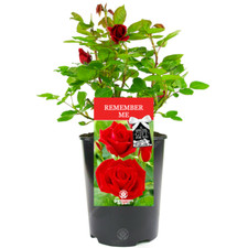 Remember Me Rose - Leaving Gift - Live Rose Bush Plant