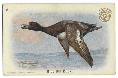 Blue Bill Duck Arm & Hammer Bird Card New Series of Birds #8 1908