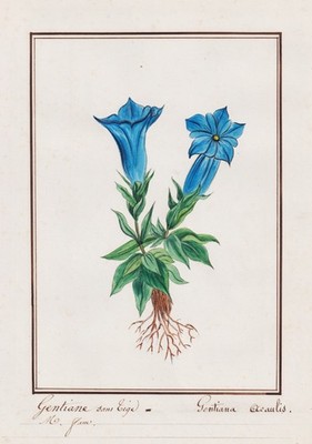 Gentiana acaulis Blume Botanik botany flower Aquarell watercolor drawing 1830