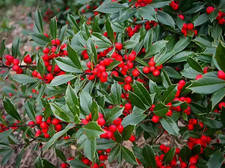 Foster Holly Live Plant Quart Pot Evergreen Shrub With Bright Red Berries