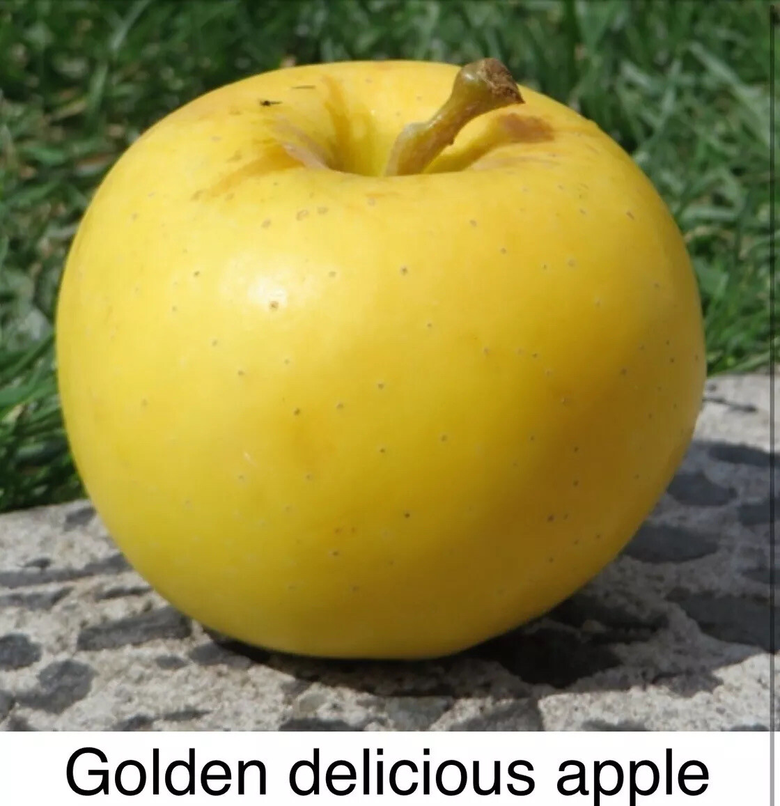 golden delicious apple Seeds Fruit Vegetables Plant Garden Au Stock eBay