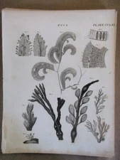 Vintage Print, FUCI, SEAWEED, PLATE 261, Encyclopedia Britannica, 1810.