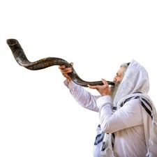 Kosher Kudu Shofar Horn 39  -41    Traditional Yemenite Easy Blowing Instrument