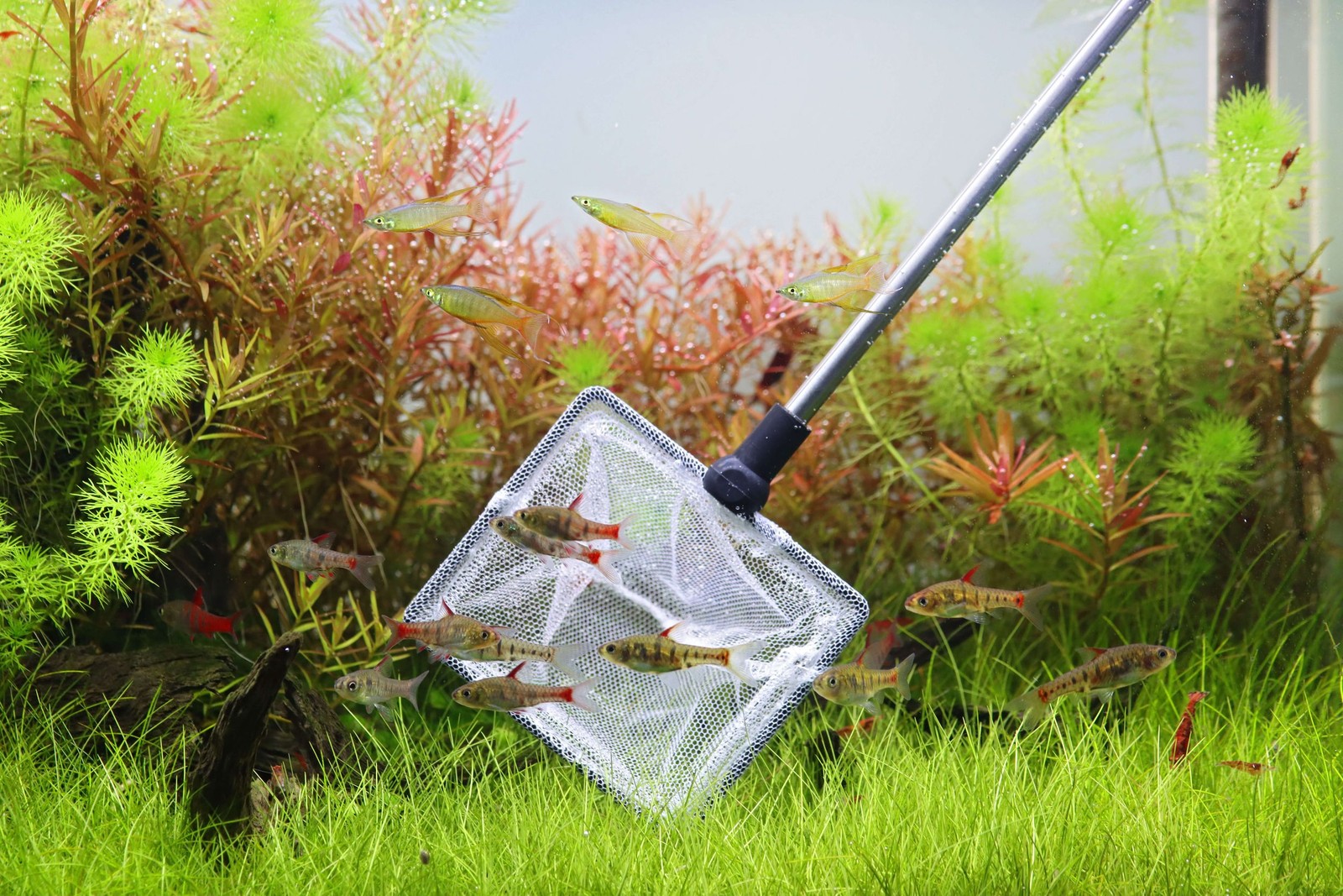 Rete telescopica Natureholic Nanokescher per acquario