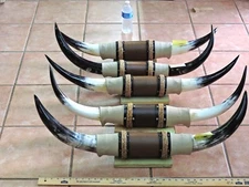 MOUNTED STEER BULL HORNS 2'6"-2'11" TIP TO TIP (1 SET) COW BULL HORNS LONGHORN