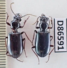 D86591. Insects, Carabidae sp. Vietnam North