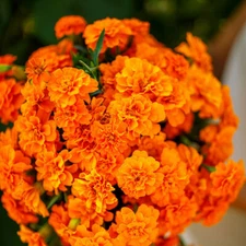 French Marigold TANGERINE DOUBLE DWARF Beneficial Plant Non-GMO 100 Seeds!