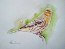 House Finch, Birds, Watercolor artwork, Handmade, Original painting on paper