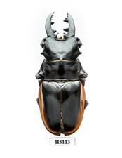 BEETLE, INSECT -H5113. Lucanidae: Odontolabis cuvera ssp. - 73MM, VIETNAM