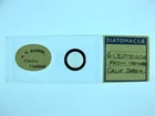 Vintage microscope slide by Barber. 6 Cestodiscus diatoms from N.Z, Calif, Japan