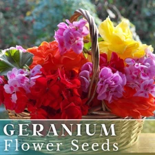 100+ Geranium Seeds -Luster Mix- Fragrant - Fresh Flower Seeds Non GMO