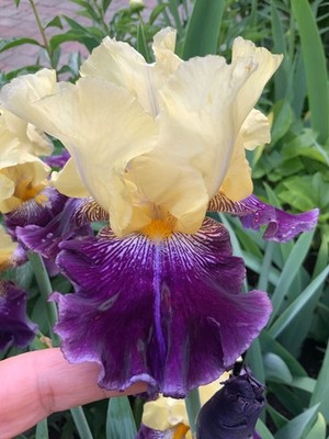Bearded Tall Iris  'Delfin I Rusalka' (Igor Khorosh,  2007)- rhizome