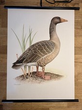 Graugans Gans  Wildgans Vogel  Rollkarte  Schulwandkarte 50 cm x 70 cm