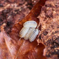 Glacier Isopods 20 Live Culture Clean-Up Crew  springtails