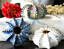 Handmade Porcelain Coral Vase Small Flower Pot Desk Decor 4" (SRI Sea Urchin S)