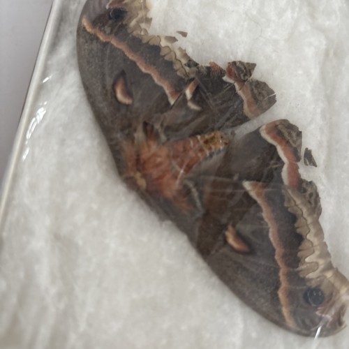 Moth - Science Project - Free Shipping - Picture 4 of 4