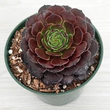 Aeonium Arboretum Velour European - Succulent Plant In 4" Pot