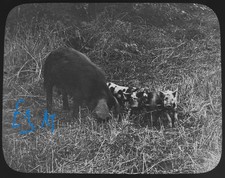 Photo SOW WITH PIGLETS C1910 Magic Lantern Slide EDWARDIAN PIG FARMING